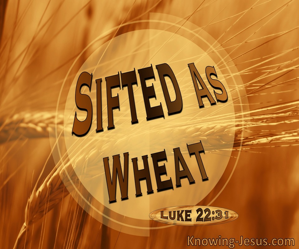 Luke 22:31 Sifted As Wheat (brown)